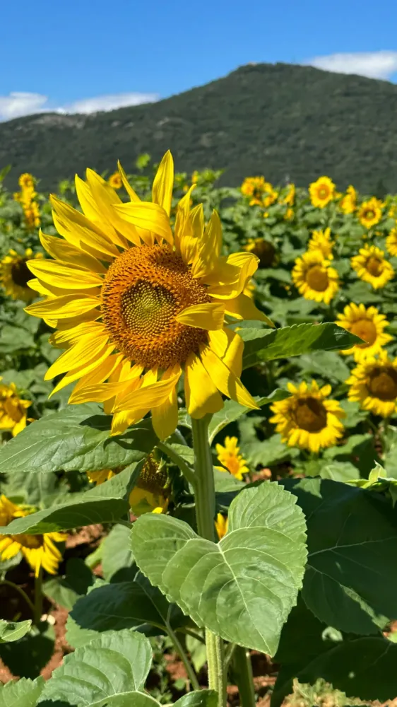 tournesols